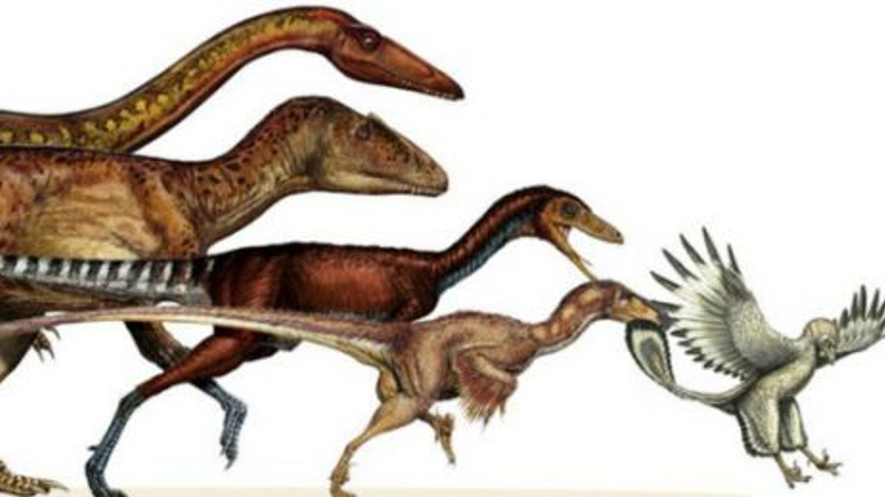   '163 kiloluk dinozor, 800 gramlık kuşa dönüştü'   
