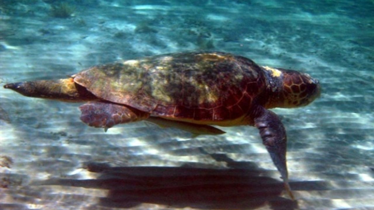12 yılda 11 bin 50 deniz kaplumbağasının denizle buluşması sağlandı