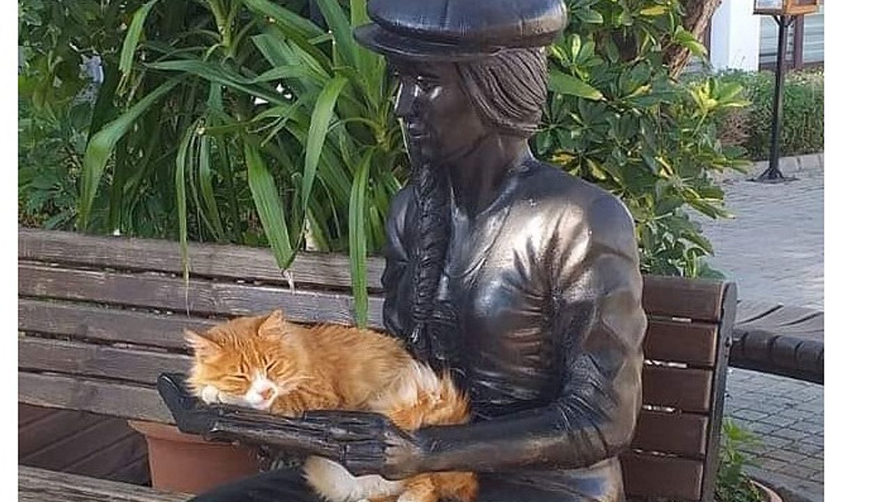 Kedi huzuru heykelin kucağında buldu