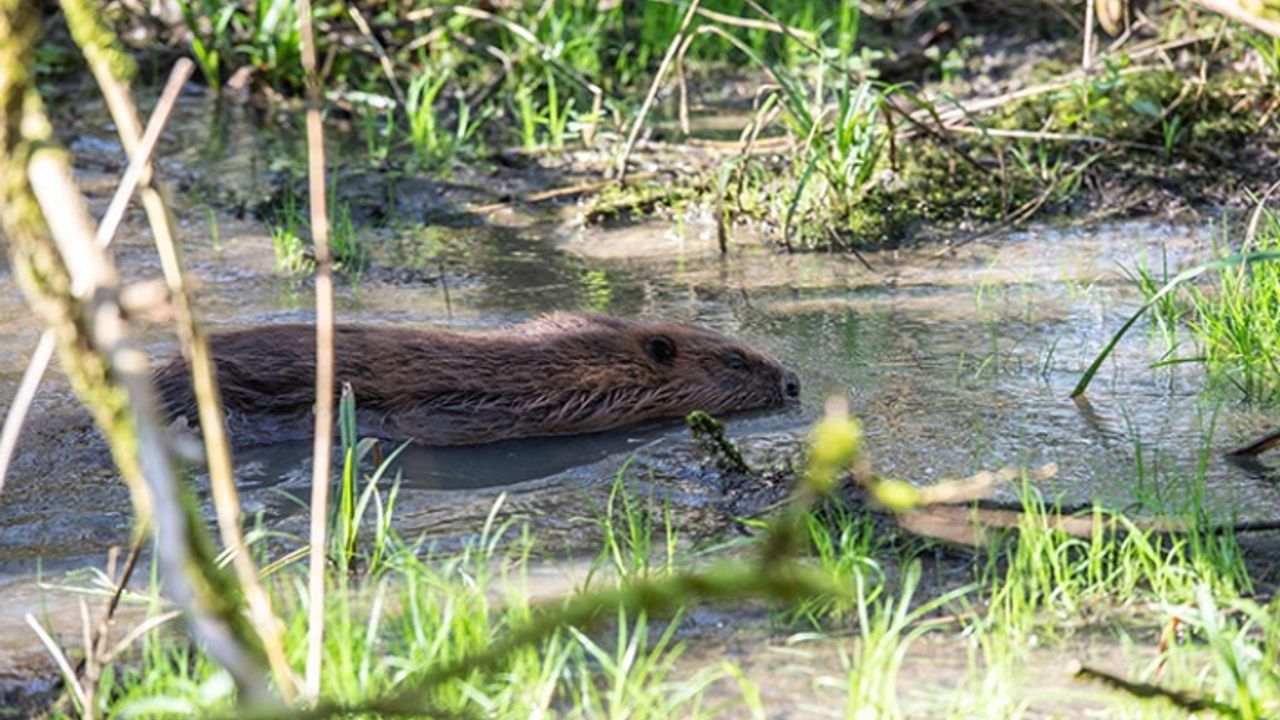 400 yıl aradan sonra Kunduzlar Enfield'a geri döndü
