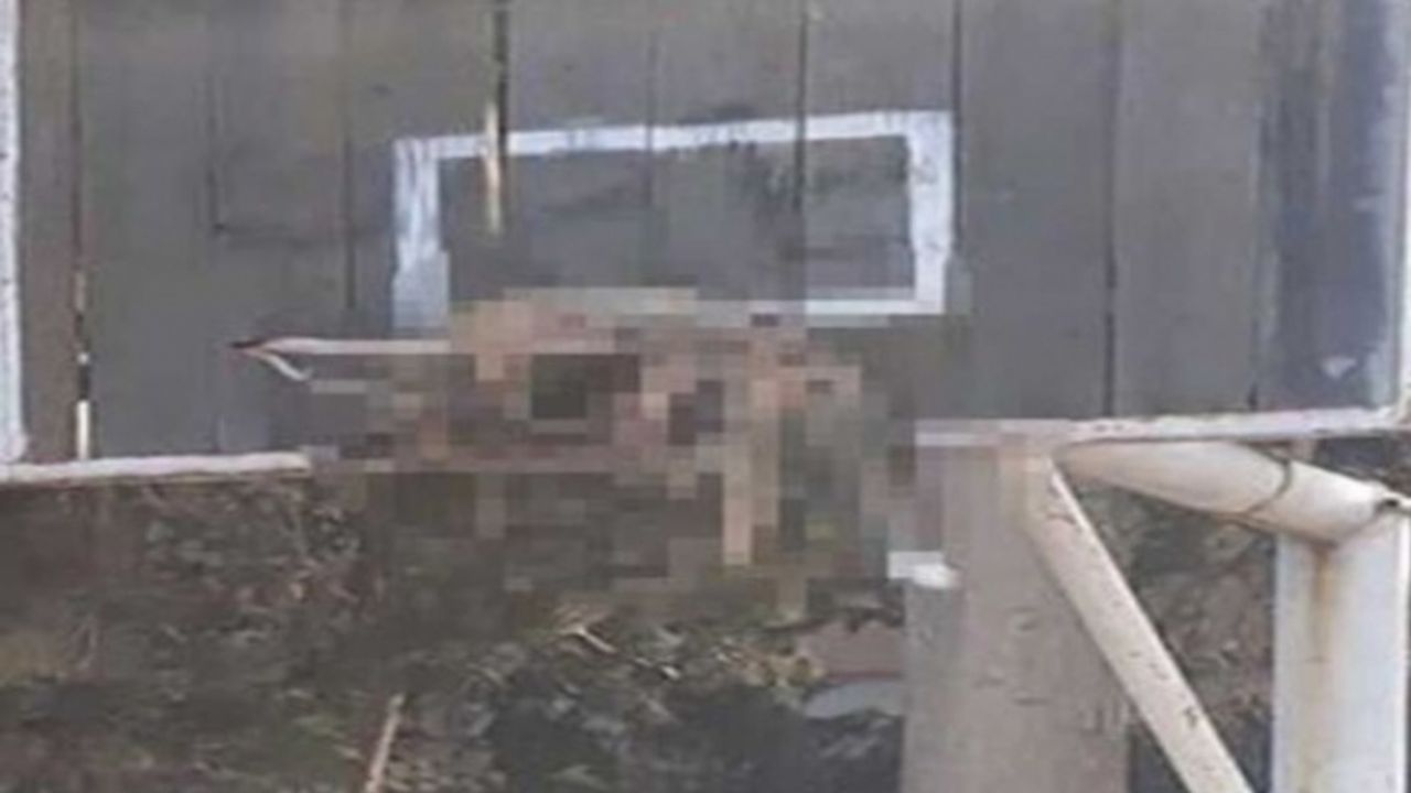 Basket potasına ölü tilki astılar