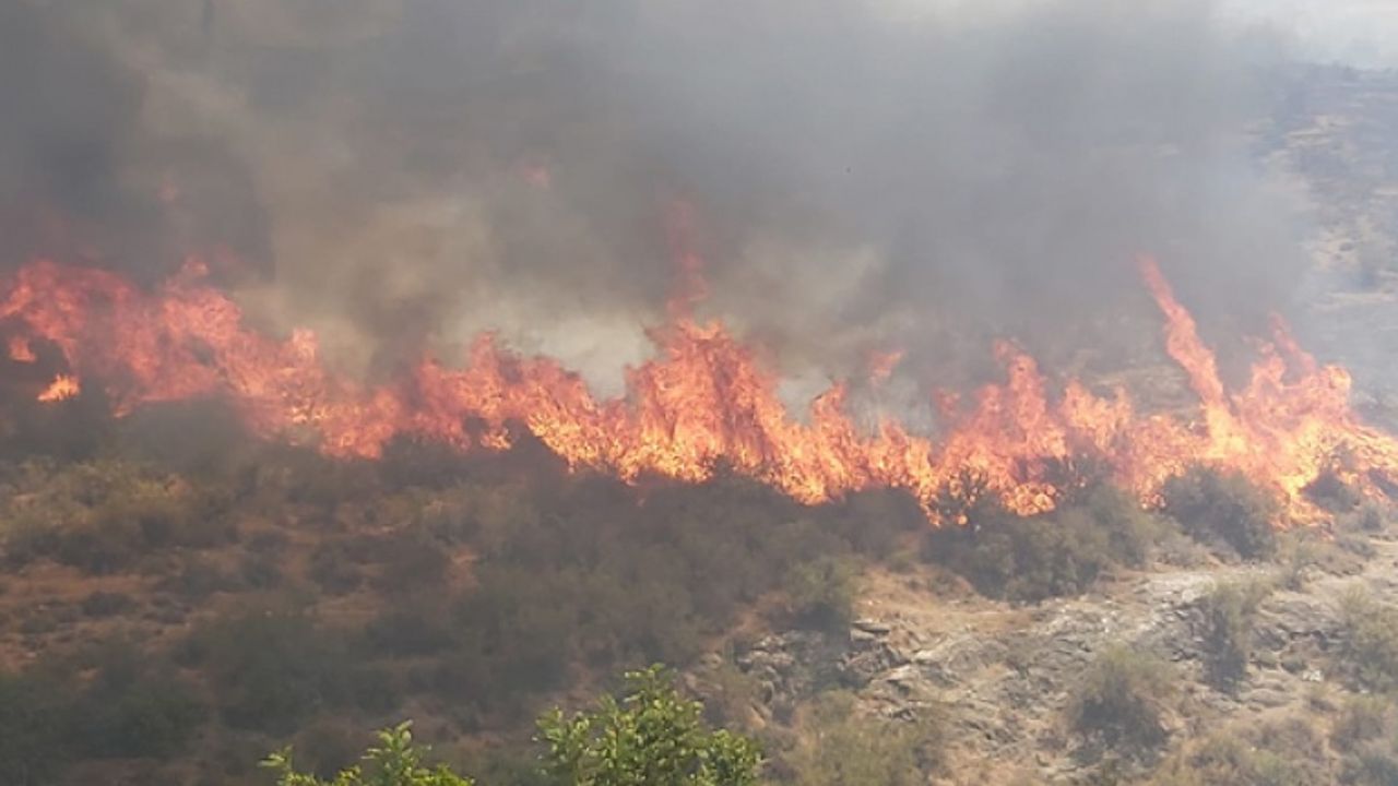 Orman Dairesi Müdürü’nden Acil Çağrı
