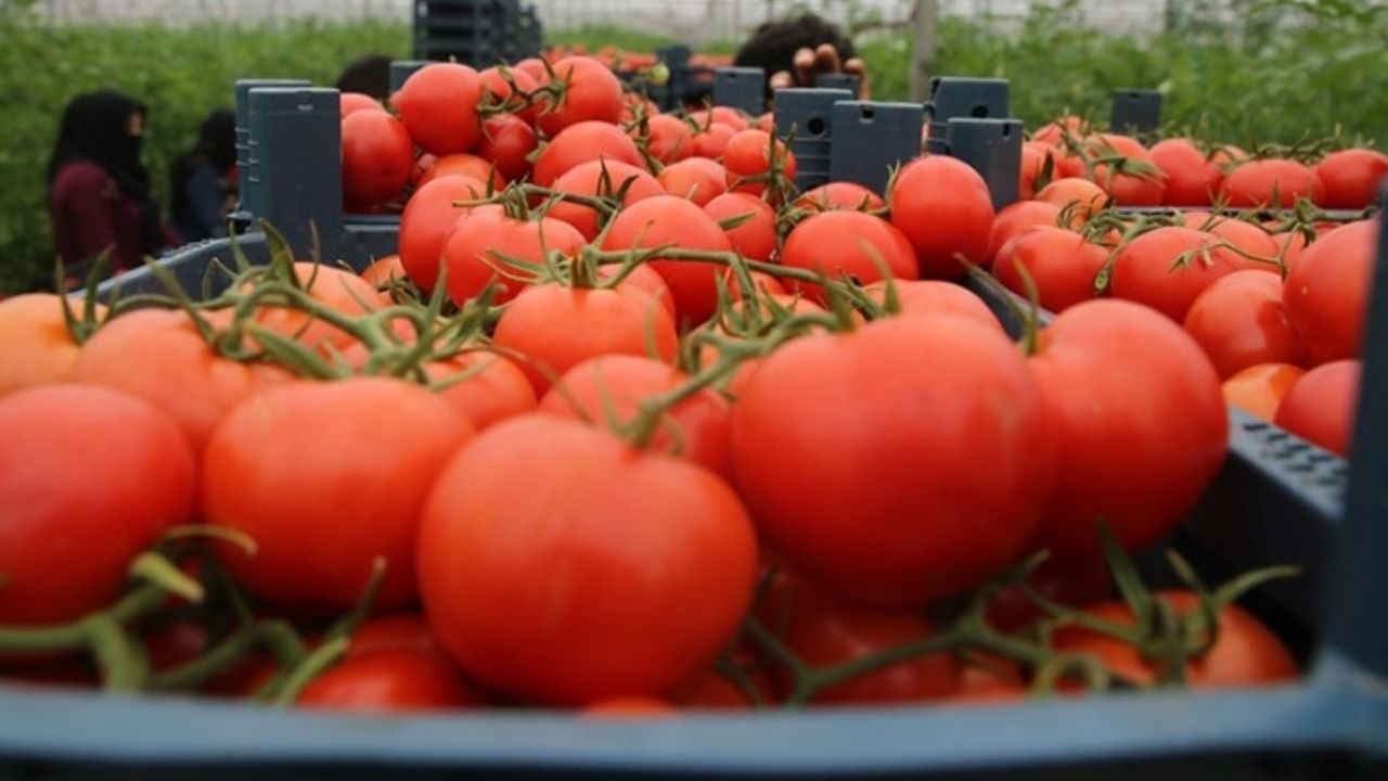 Ziraat Mühendisleri Odası: İthal domatesin maliyeti 3 buçuk TL, markette 35 TL