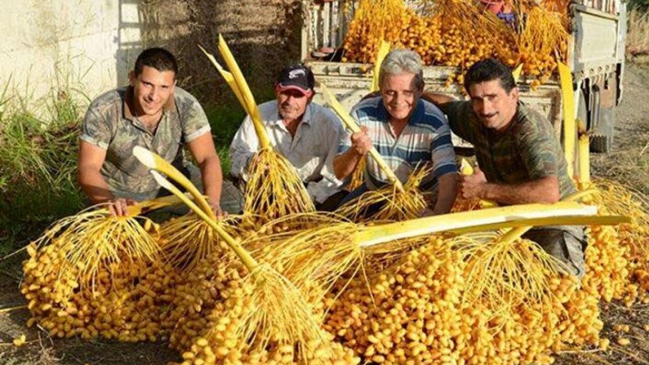 Lefke Hurma Festivali, Pazar günü yapılacak
