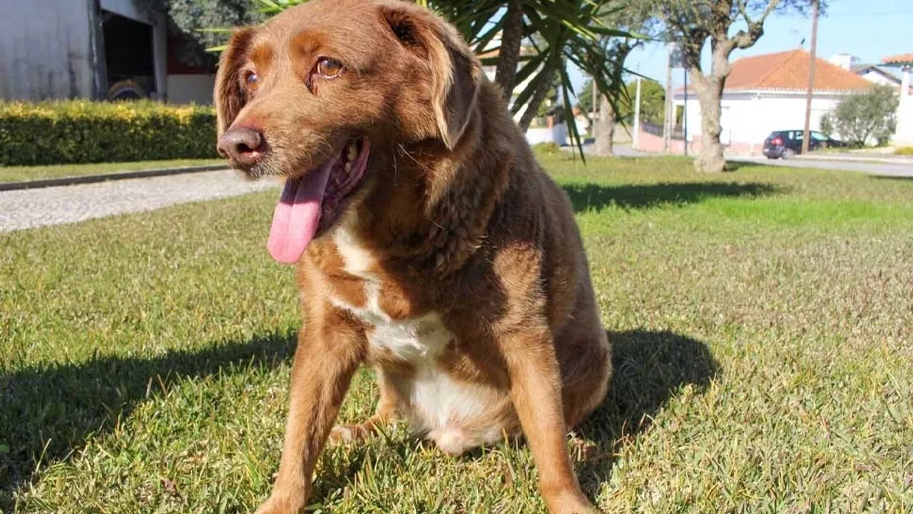 Dünyanın en yaşlı köpeği olarak bilinen Bobi hakkında soruşturma