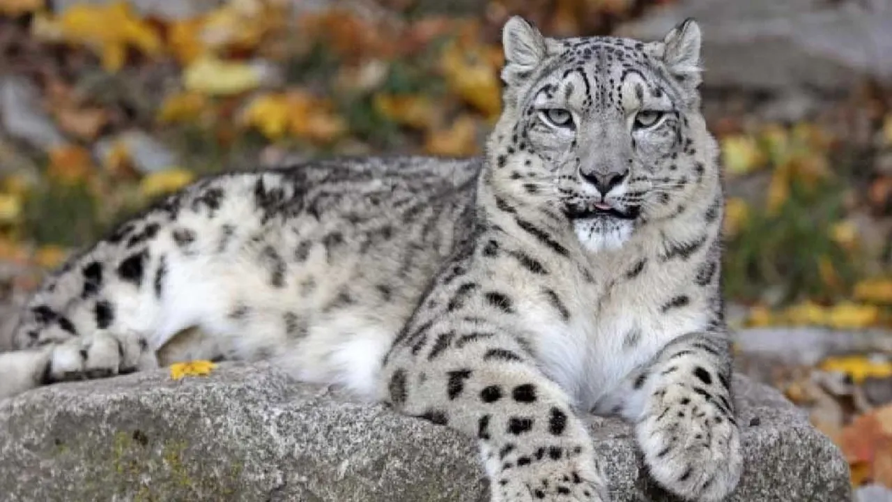 Hindistan'da 718 kar leoparının yaşadığı tahmin ediliyor