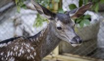 Yaralı bulunan yavru "Bambi"ler tedavilerinin ardından doğaya salınacak