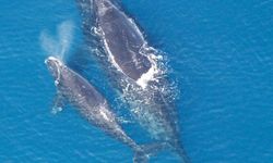Bilim insanları buzul balinalarının neslinin tükeneceğinden endişeli