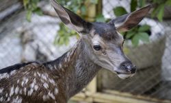 Yaralı bulunan yavru "Bambi"ler tedavilerinin ardından doğaya salınacak