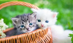 8 Ağustos Uluslarararası Kedi Günü kutlu olsun