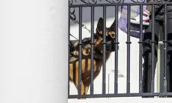 Biden'ın saldırganlığıyla bilinen köpeğinin en az 24 Gizli Servis personelini ısırdığı ortaya çıktı