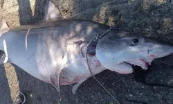 Taşkent Doğa Parkı, bu sabah öldürülen köpek balığının insanlar için zararsız olduğunu açıkladı