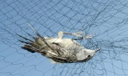 STK raporu, Güney Kıbrıs'taki kuş katliamını gözler önüne serdi
