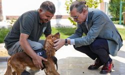 Erdal Beşikçioğlu yaşatmayı seçti! Sokak köpeklerini belediyede görevlendirdi