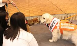 Kasım'da tuhaf olaylar! Köpek Meggie Belediye Başkanı seçildi...