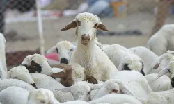 Veteriner Dairesi Müdürlüğü’nden üreticilere duyuru