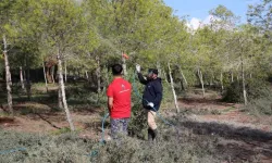 İskele Belediyesi, çam kese böceğine karşı mücadele başlattı