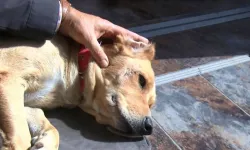 Keçilerine zarar verdiği gerekçesiyle köpekleri av tüfeğiyle vurdu!