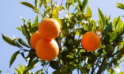 Narenciye için ihracat çağrısı