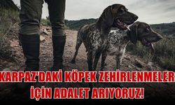 Karpaz’da köpek zehirlenmesi