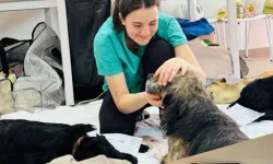 Güzelyurt’ta 150’nin üzerinde kedi ve köpek kısırlaştırıldı