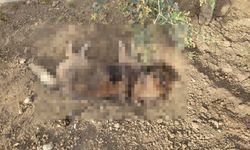 Gazimağusa Kurudere’de Sokak Köpeklerine Zehirli Mama Tuzağı