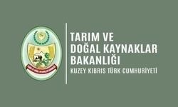 Tarım Dairesi’nden zararlı böcek Diaphorina citri’yle mücadele duyurusu