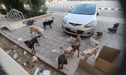 “Sanayideki sokak hayvanları için acil önlem alınmalı”