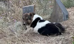 Vefalı köpek ölen sahibinin mezarını terk etmiyor