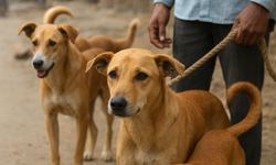 Hindistan’da 1 Milyon Sokak Köpeği Kısırlaştırılıp Aşılanarak Yeniden Sokağa Bırakılacak