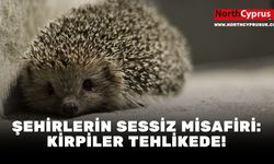 Şehirlerin sessiz misafiri: Kirpiler tehlikede!