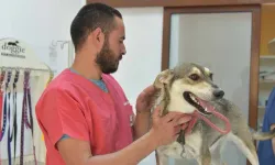 LTB ve Veteriner Hekimler Birliği’nden kısırlaştırma iş birliği