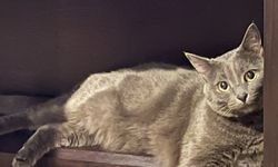 Duman İsimli Kedi Köşklüçiftlik’te Kayboldu