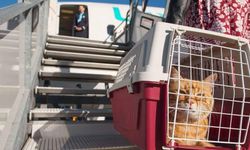 AB mahkemesi, uçuşlarda evcil hayvanı "bagaj" olarak sınıflandırdı