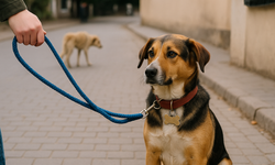 Altın Patiler Derneği’nden sokak köpekleri konusunda uyarı: “Sevgi, sorumlulukla başlar”