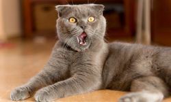 Araştırma: Kediler erkeklere daha fazla miyavlıyor