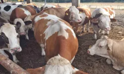 Tarım ve Doğal Kaynaklar Bakanlığı, büyükbaş hayvanlar için şap aşılaması başlattığını duyurdu
