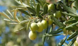 Vakıflar İdaresi, "100 Bin Zeytin Fidanı Dikim” projesini hayata geçirdi