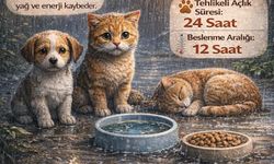 Altın Patiler’den yağmurlu ve soğuk havalarda sokak hayvanları için hayati çağrı