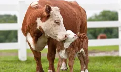 Avustralya ve Kanada, Güney Kıbrıs’ı şap hastalığı riskine karşı listeden çıkardı