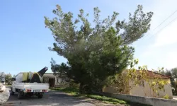 Değirmenlik Akıncılar Belediyesi çam kese böceğine karşı ilaçlama başlatıyor