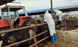 Şap hastalığına karşı mücadele sürüyor