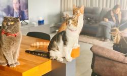 Dünya Kediler Günü kutlanıyor: Minik dostlarımızın günü