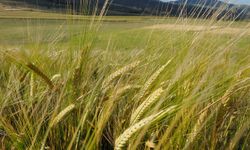 4 bin 500 ton arpanın yarın sabah Gazimağusa Limanı’na ulaşması bekleniyor