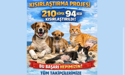 Altın Patiler Derneği: Karpaz’da 25 yerleşim yerinde kısırlaştırma çalışması sürüyor