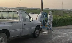 Güney Kıbrıs'ta şap nedeniyle 13 binden fazla hayvanın itlaf edilmesine başlanıyor