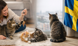 Kediler için “Yalnızlık yasağı” mı? İsveç’te gündem olan iddia