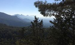 62 örgüt orman arazilerinin devrine tepki gösterdi