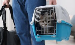 Evcil hayvan seyahatinde 2-3 ay önceden hazırlık şart