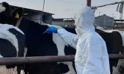 Çavuş "şap hastalığı Güney'den başladı" dedi, Yeorgiadu "kanıt varsa iletsin" yanıtını verdi